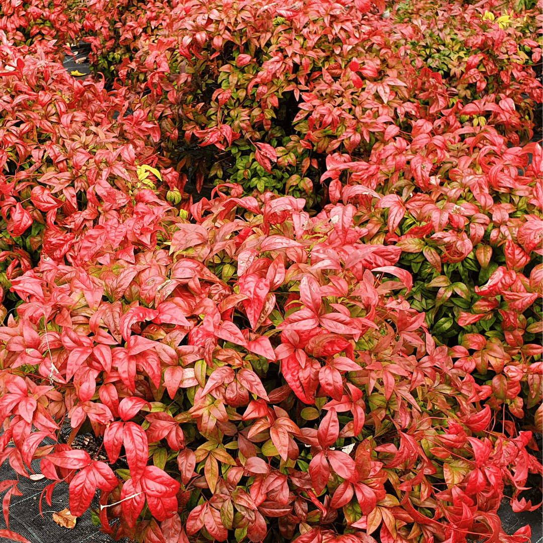 Multiple Fire Power Nandina Plants in a Nursery Aisle
