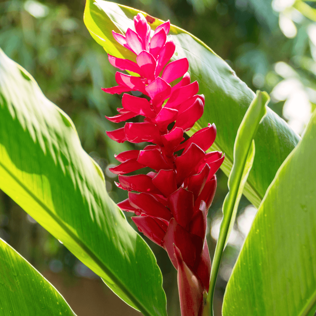 Beautiful Blooming Ginger Plant