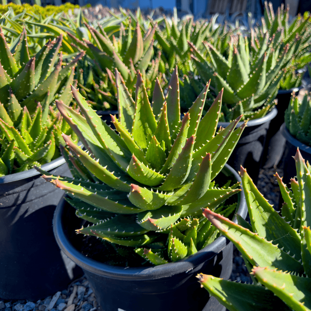 Multiple Mature Golden Toothed Aloe Plants in Nursery Aisle