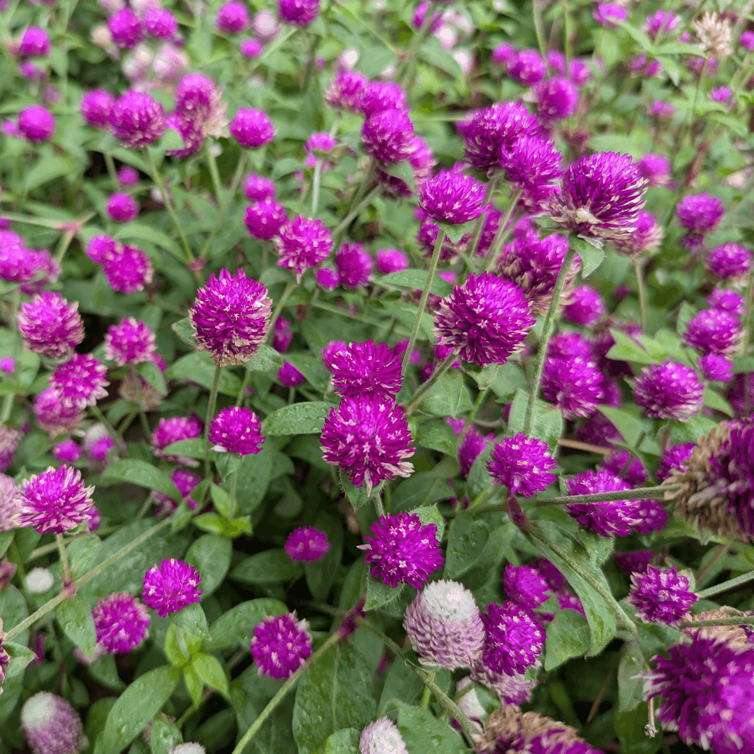 Beautiful Blooming Gomphrena Flowers Purple