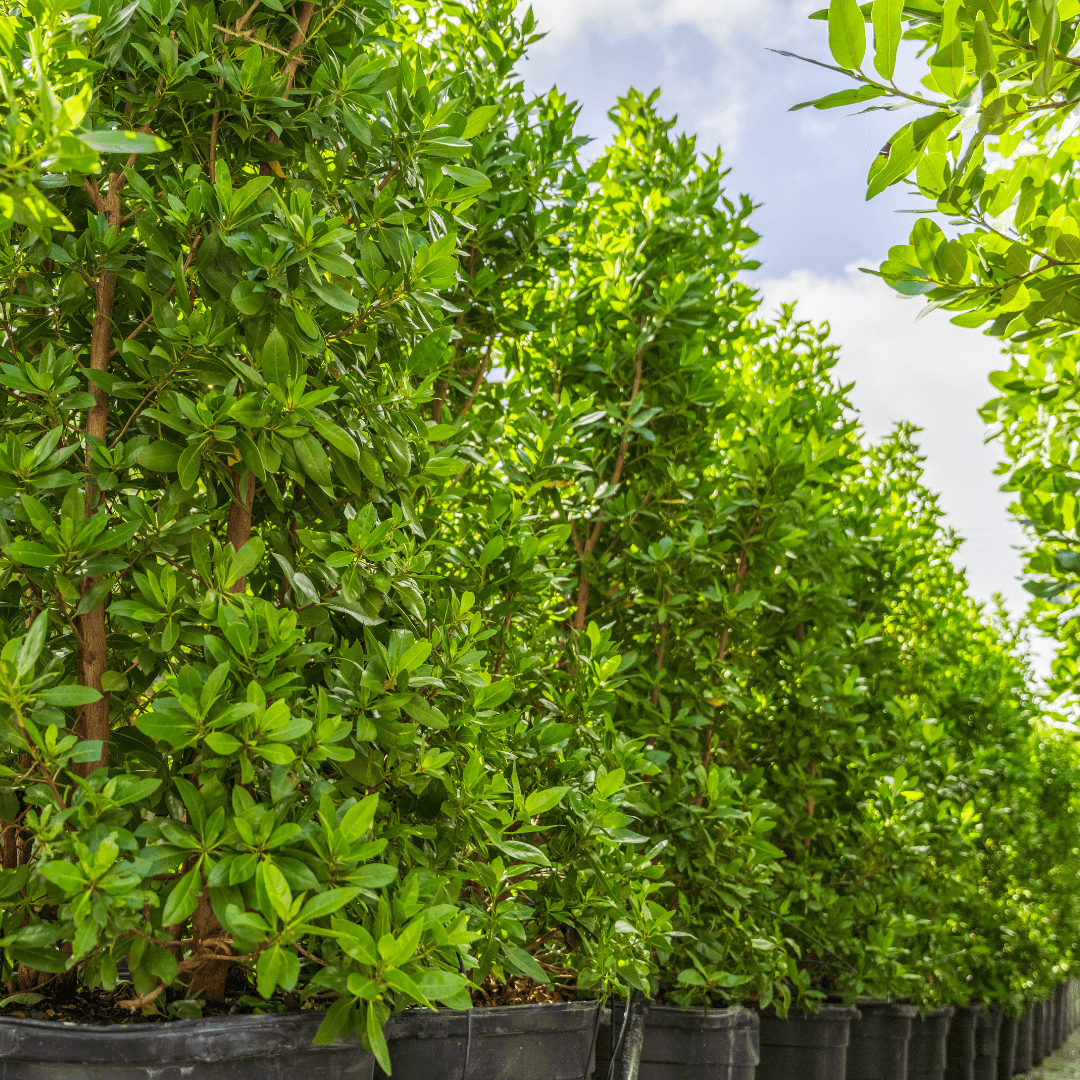 Beautiful Mature Green Buttonwood Trees in Row at Nursery
