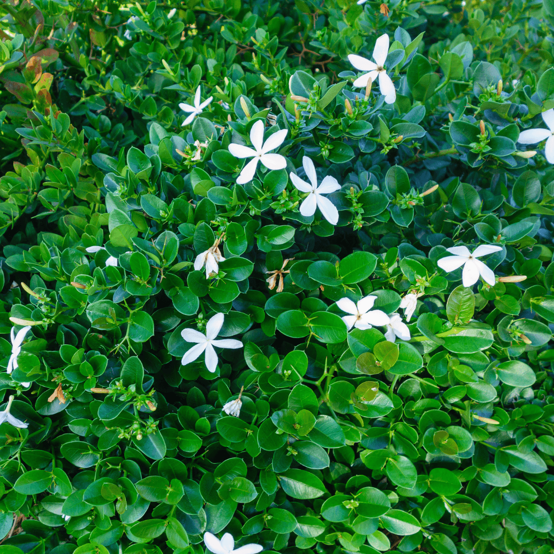 Lush Dense Green Carpet Natal Plum Plant with Vibrant White Flowers