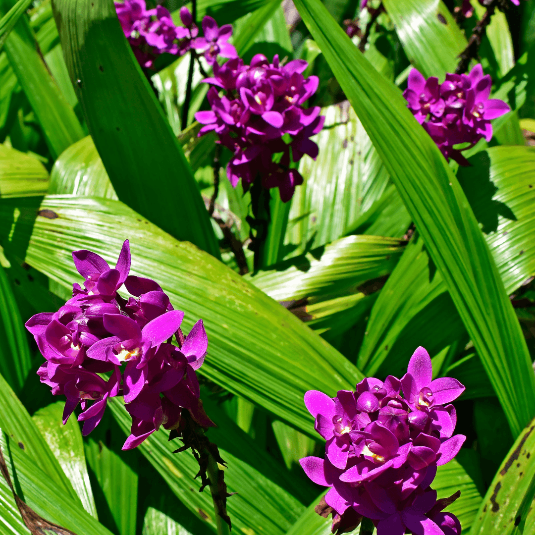Beautiful Mature Ground Orchid Plant with Purple Flowers