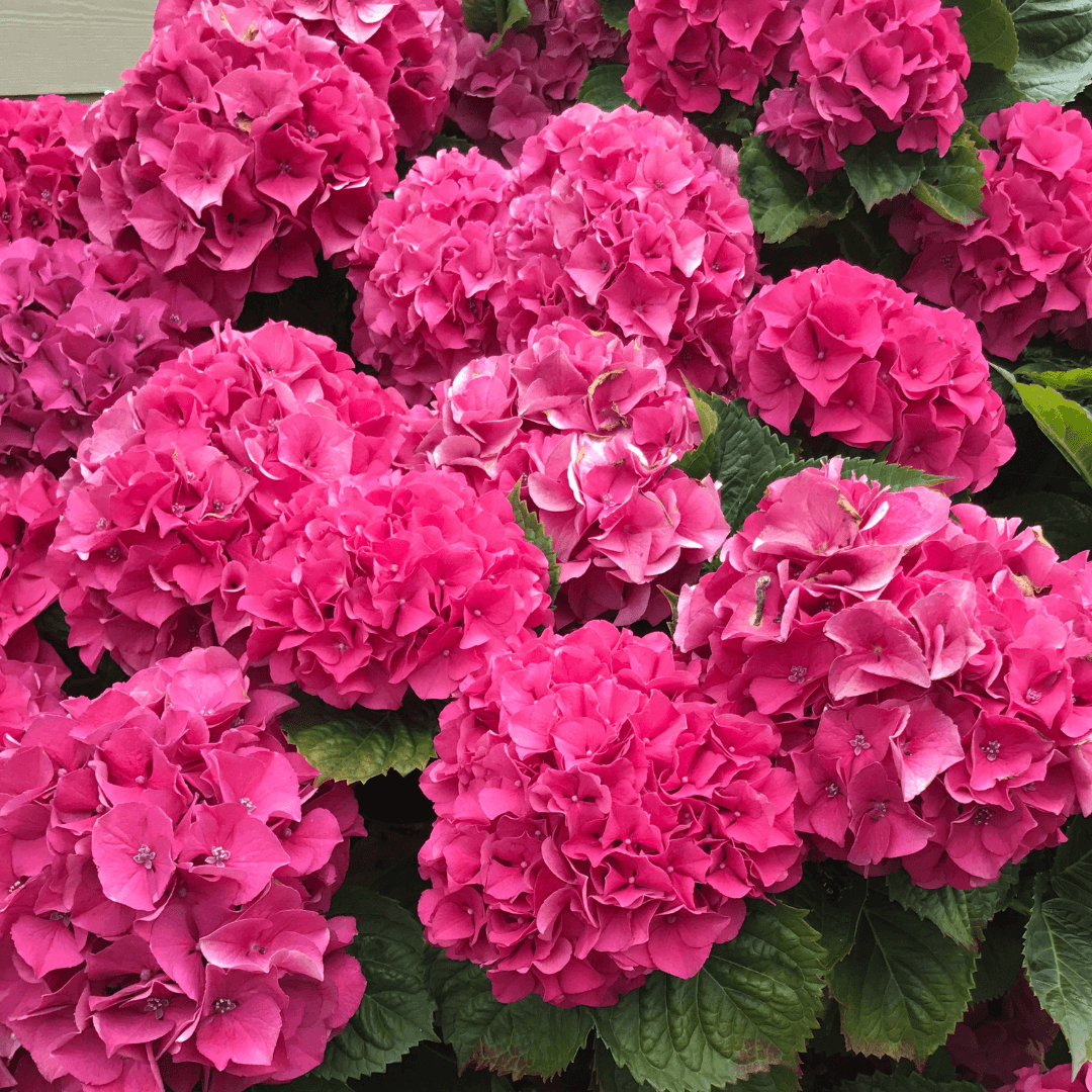 Beautiful Blooming Fire Light Hydrangea Plant With Pink Flowers