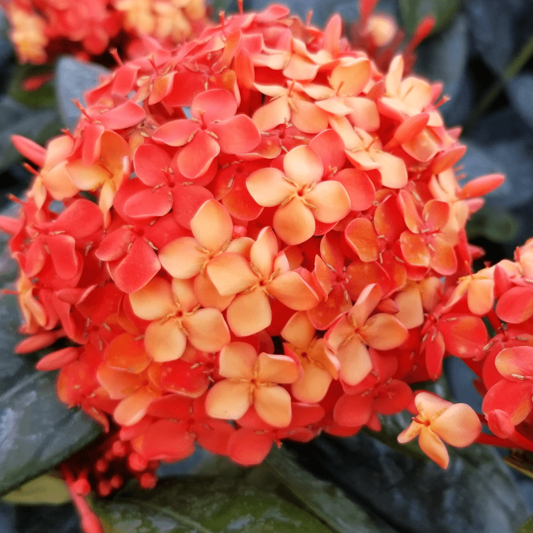 Beautiful Blooming Ixora Maui Red Plant with Gorgeous Red Flowers