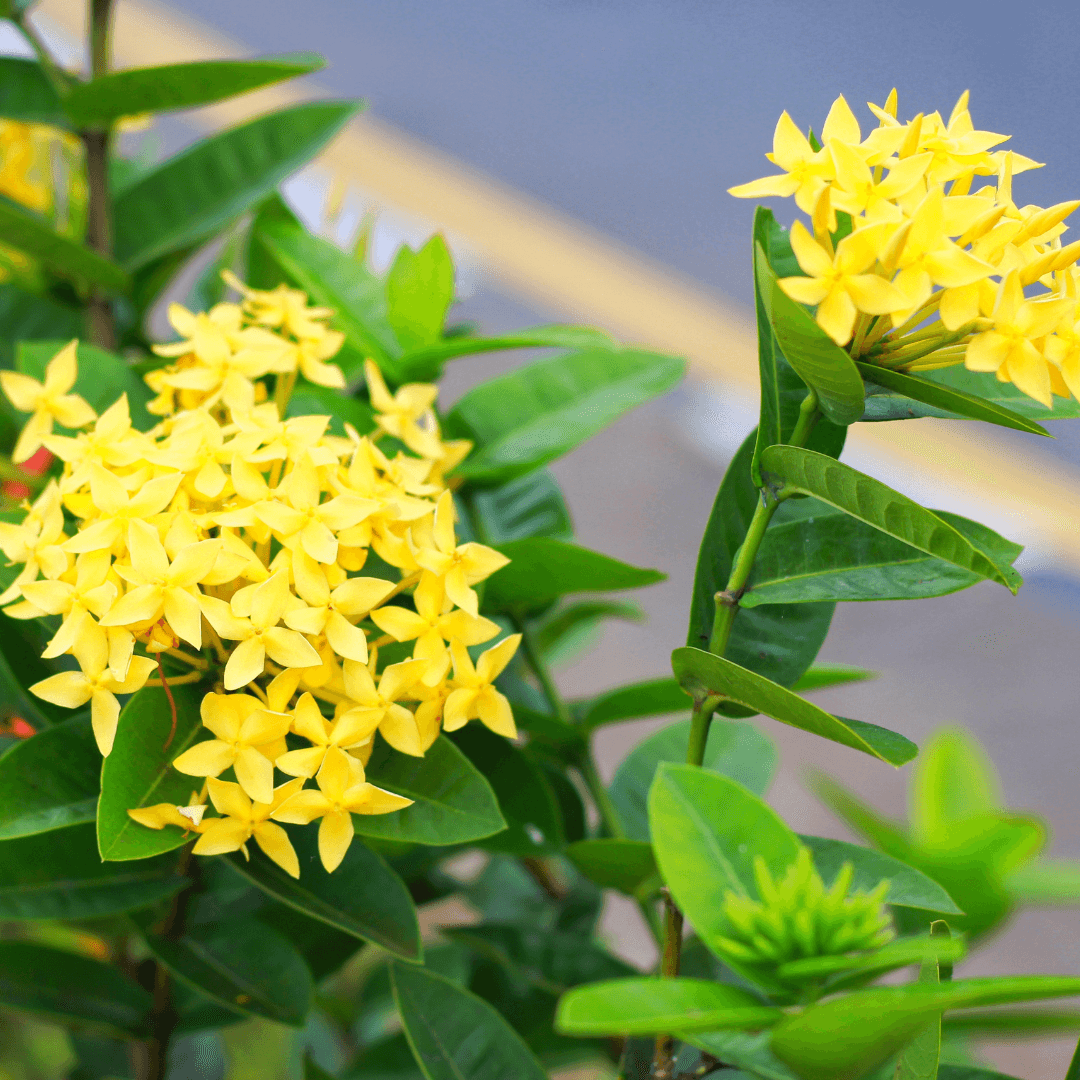 Beautiful Blooming Ixora Maui Yellow Plant with Vibrant Yellow Flowers