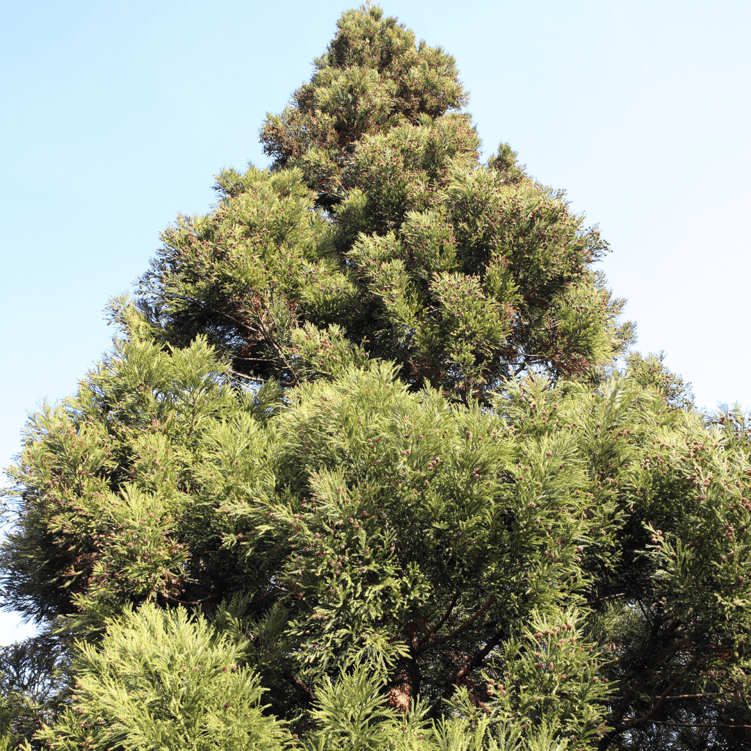 Large Mature Yoshino Cryptomeria Tree Planted