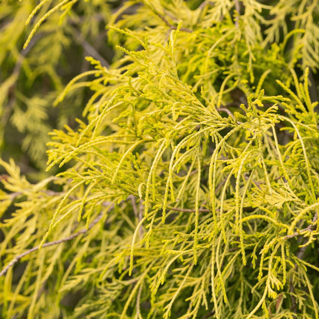 Dense Mature King's Gold Cypress Plant