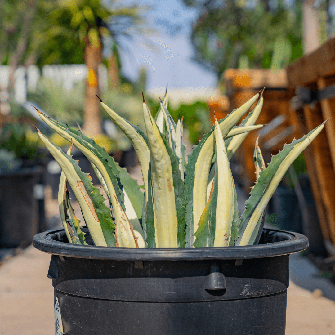 Close up Photo of an Agave Medio Picta plant in Nursery Aisle
