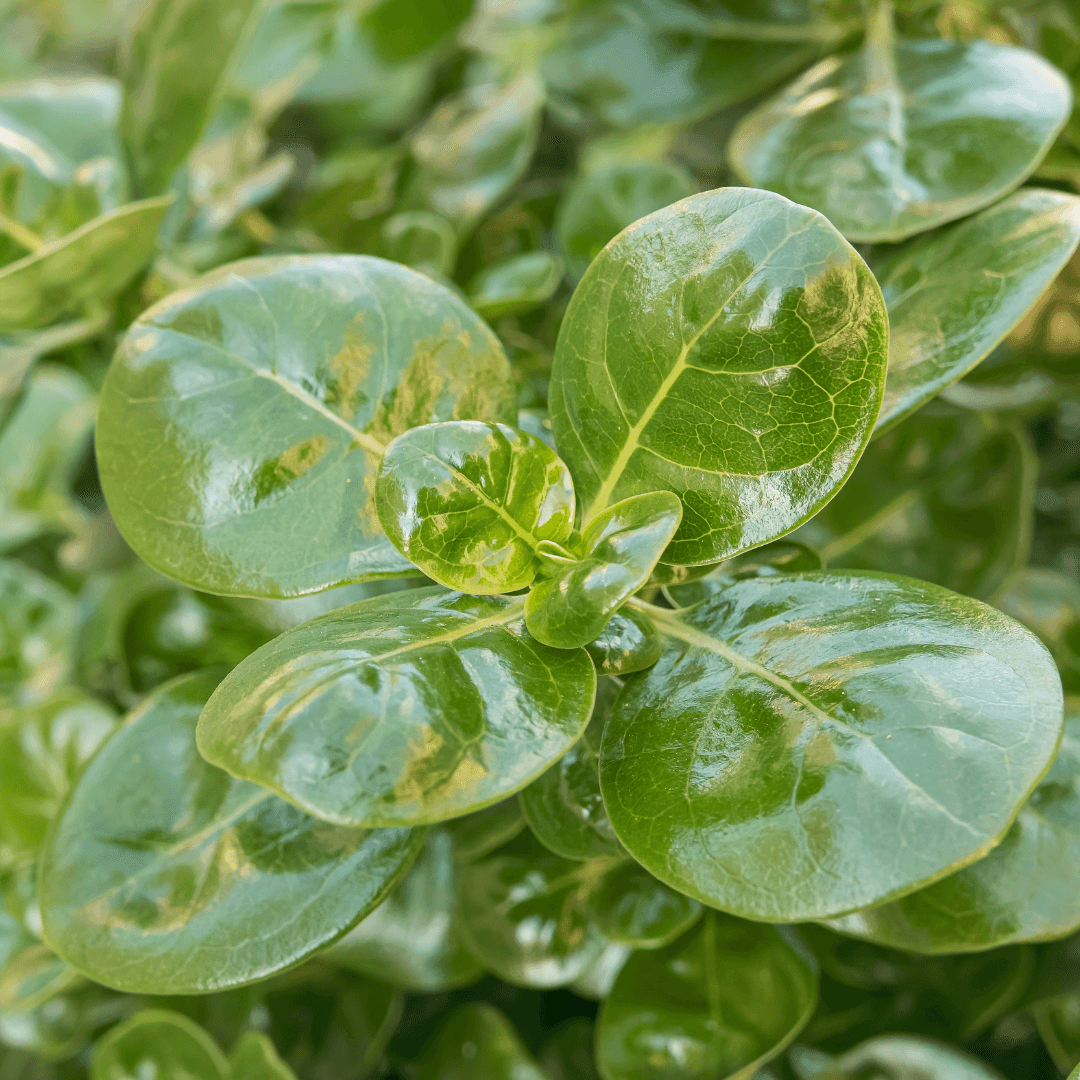 Dense Green Mirror Plant