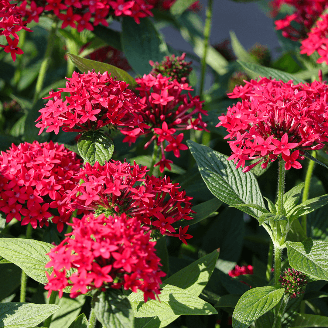 Beautiful Potted Flowering Pentas Red
