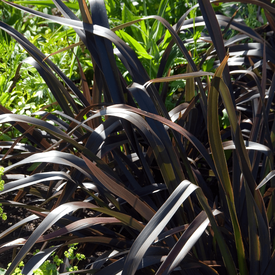 Dense Platt's Black New Zealand Flax