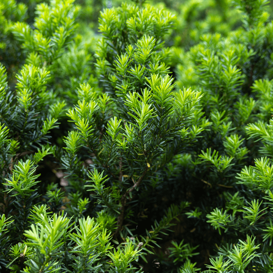 Dense Green Pringle Yew Plant