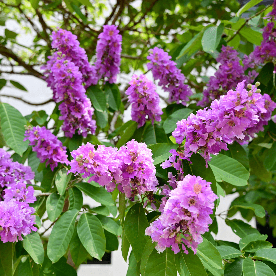 Beautiful Mature and Blooming Queen's Crape Myrtle Tree with Vibrant Flowers
