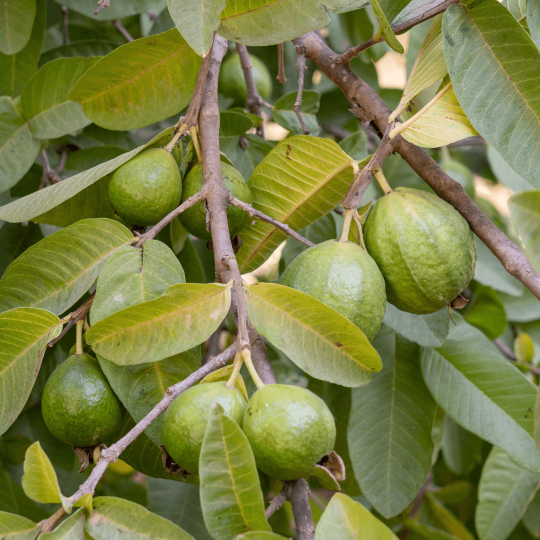 Guava Fruit Growing on Tree in Nursery