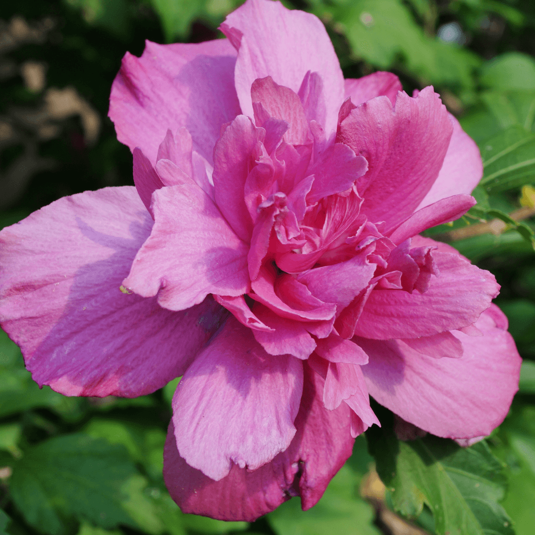 Beautiful Blooming French Cabaret Rose of Sharon Plant with Pink Flower