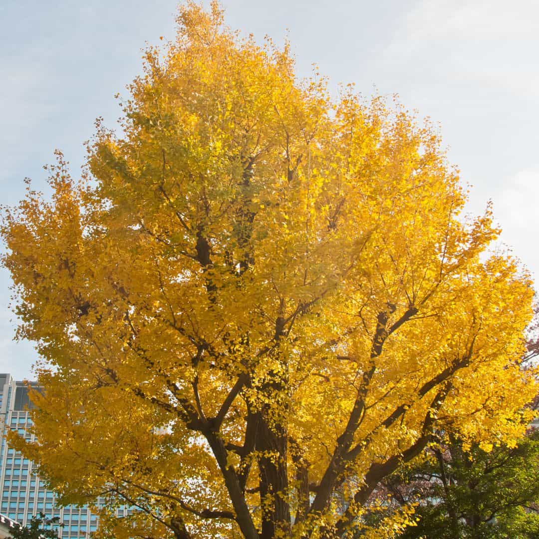 Beautiful Mature Saratoga Ginkgo Tree With Vibrant Fall Color
