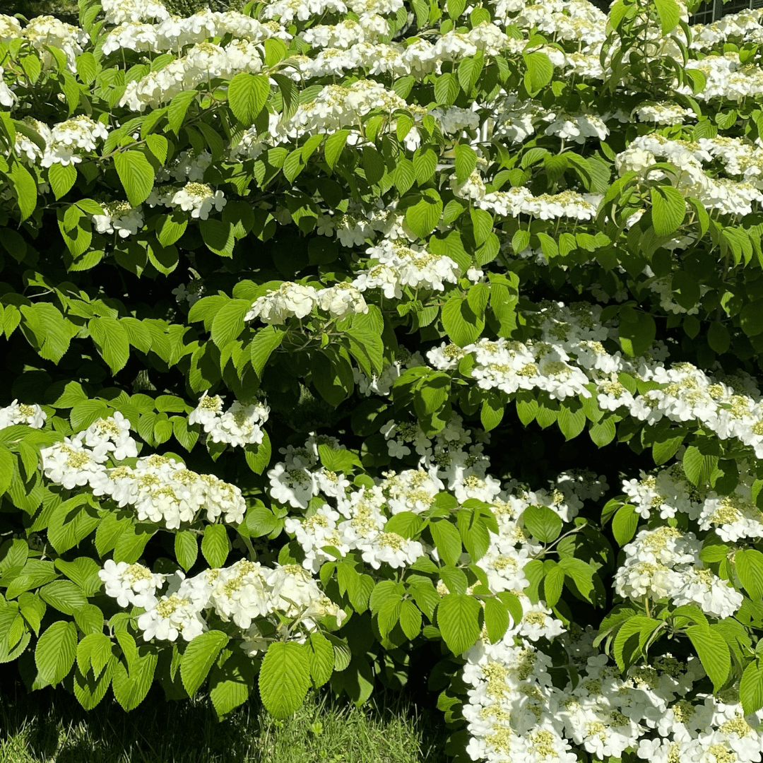Dense Shasta Viburnum Planted with Beautiful White Flowers