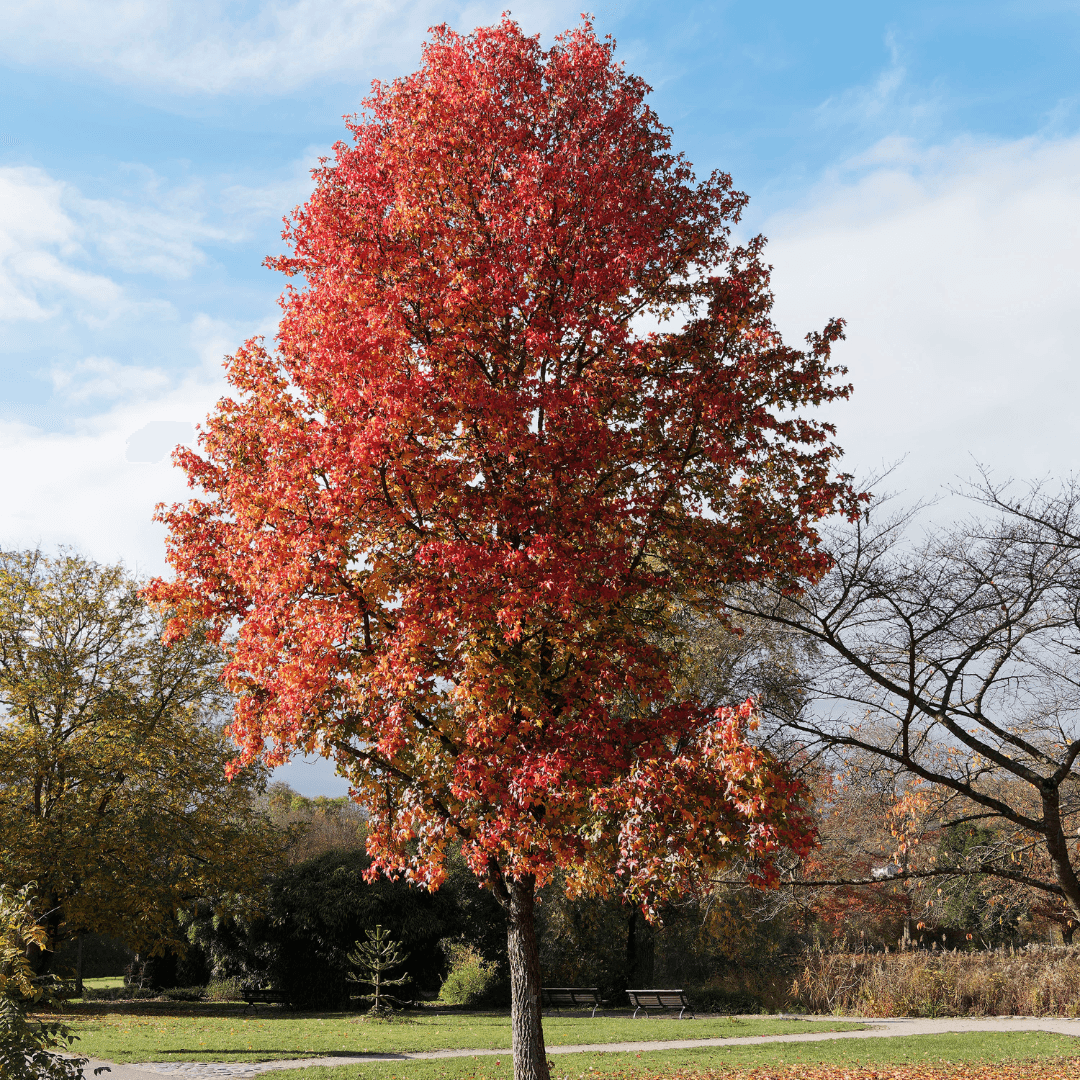 Large Mature Slender Silhouette Sweetgum Tree With Vibrant Fall Color