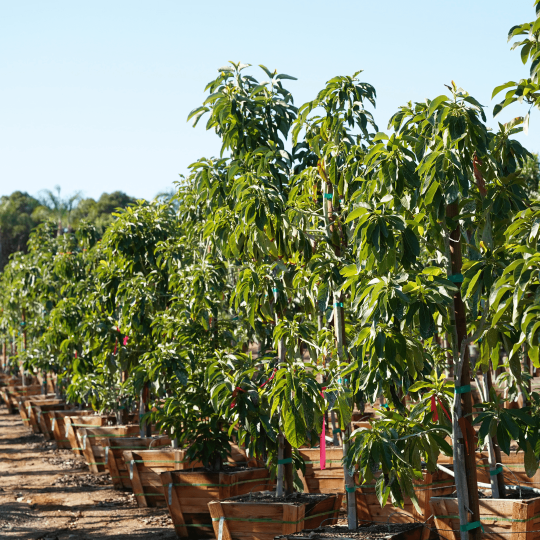 Multiple Mature Simmonds Avocado Trees In a Row at Nursery