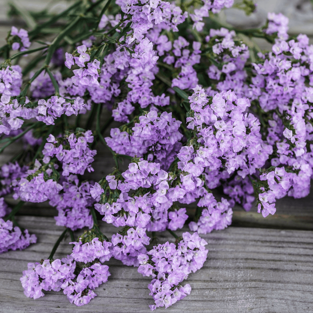 Beautiful Blooming Statice Flowers Purple
