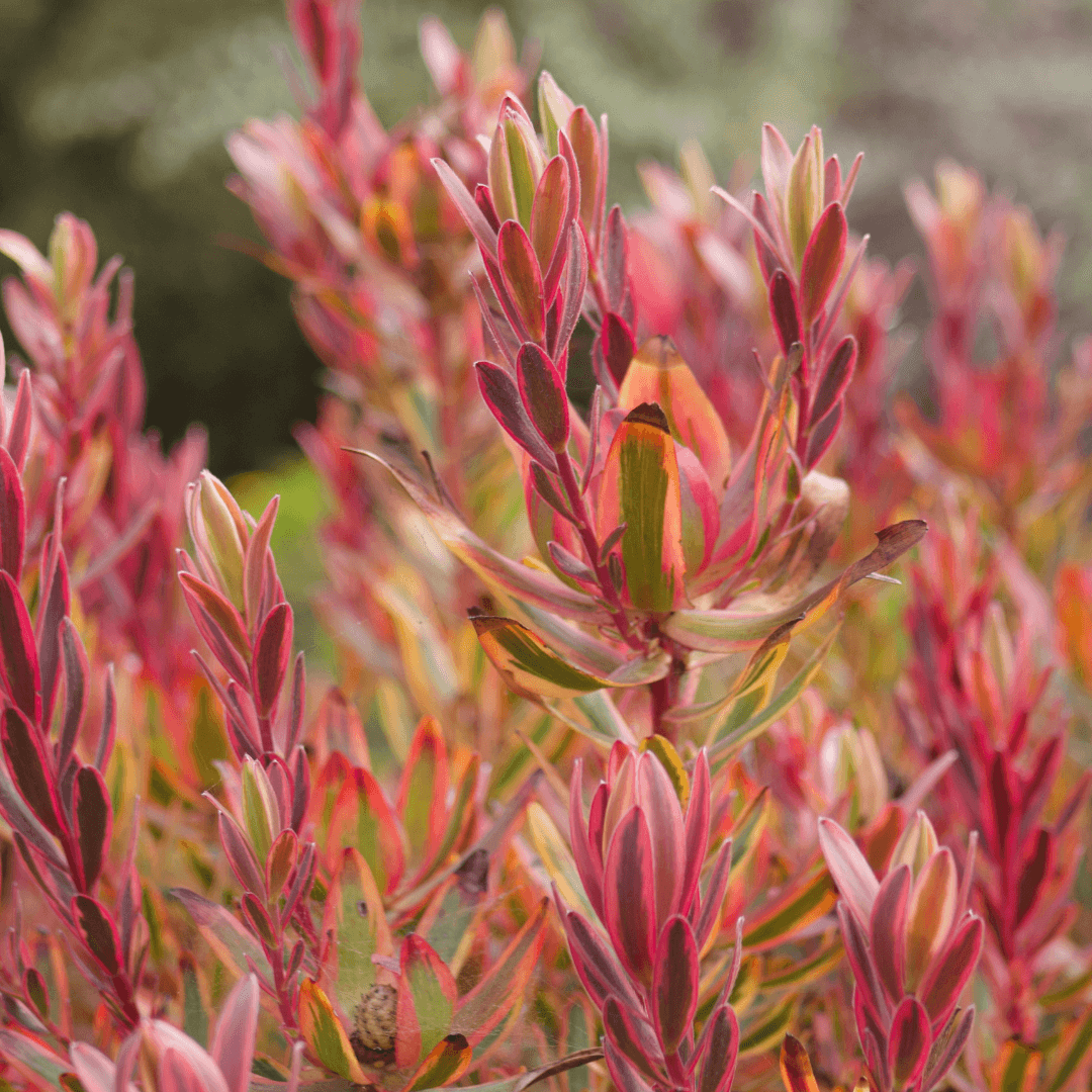 Attractive Sunshine Conebush with Vibrant Red and Yellow Foliage