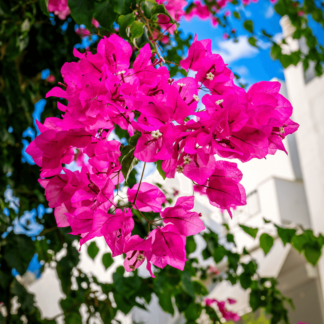 Beautiful Blooming Temple Fire Bougainvillea With Vibrant Pink Leaf Foliage