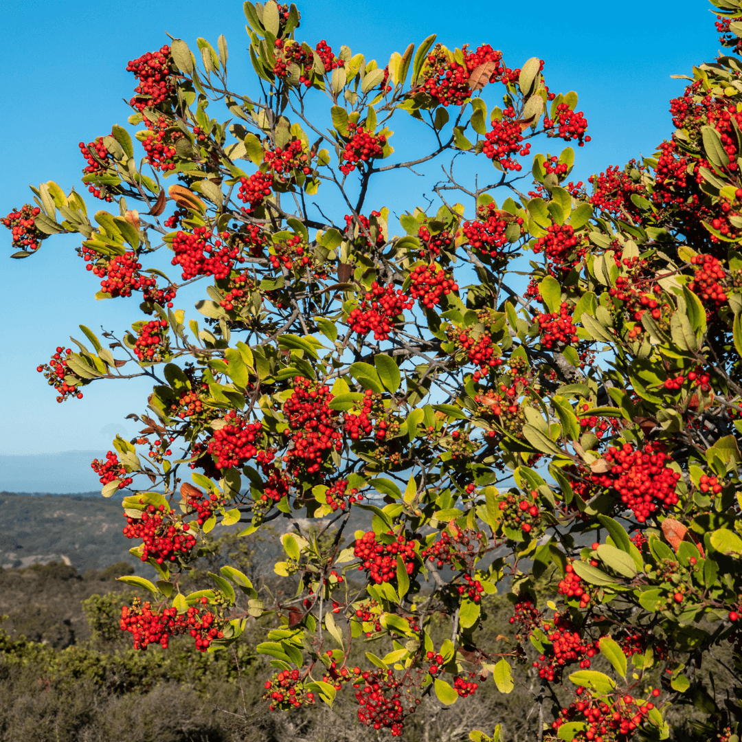 Mature Blooming Toyon Plant With Vibrant Red Berries
