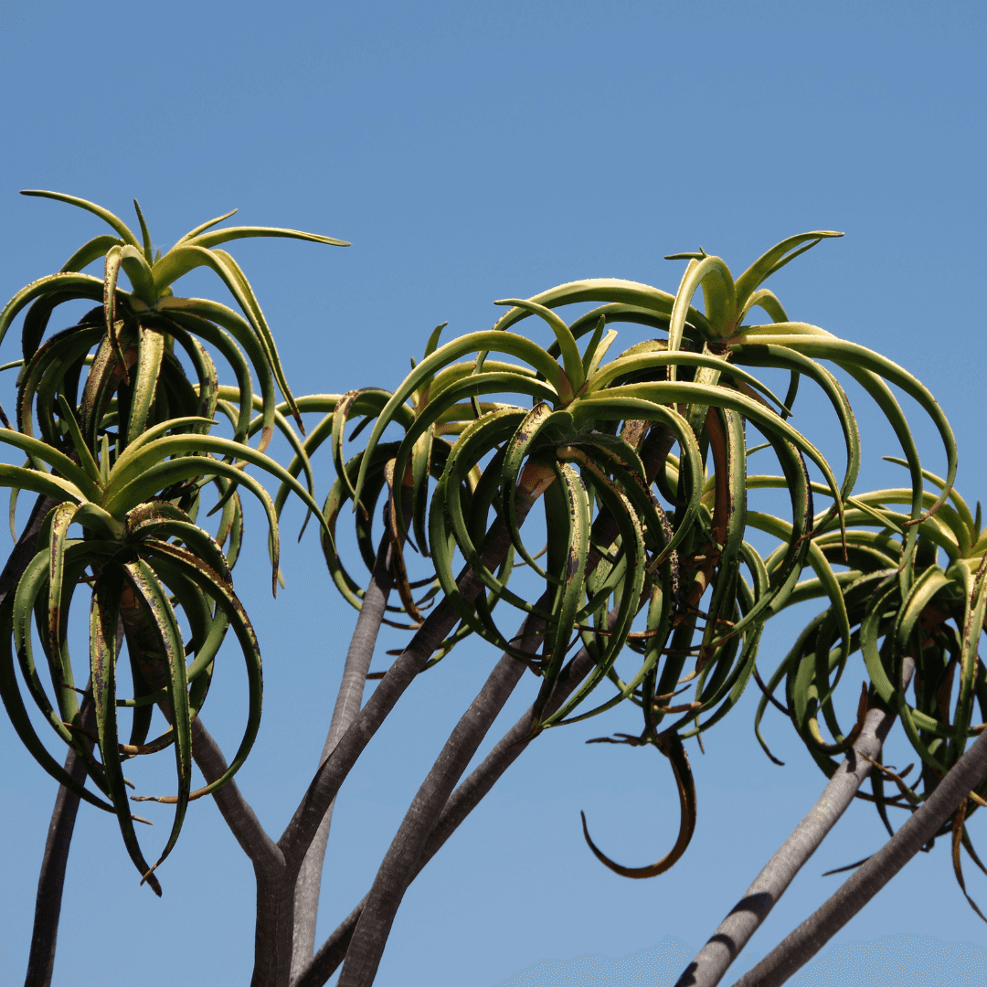 Tall Mature Tree Aloe With Multiple Trunks