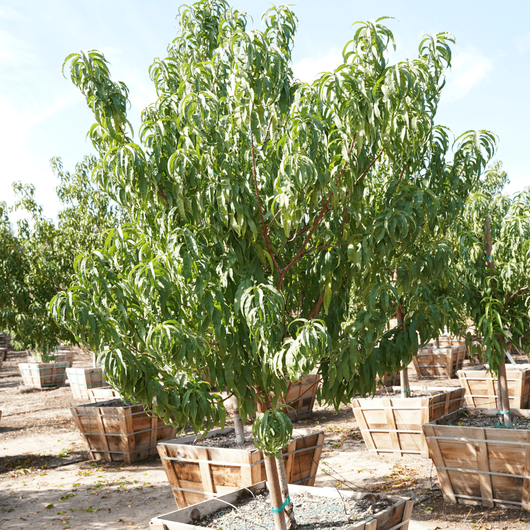 Mature Potted Tropic Snow Peach Tree In Nursery Aisle