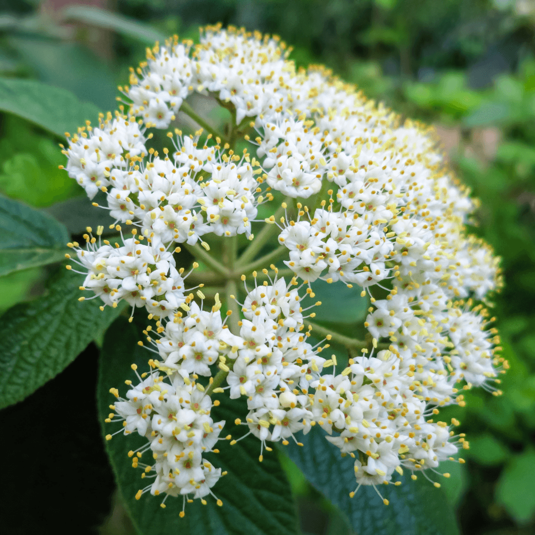 Mature Planted Emerald Triumph Tree with Beautiful White Blooms