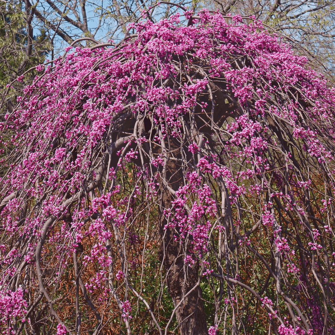 Dense Mature Weeping Traveler Redbud Tree with Beautiful Pink Flowers