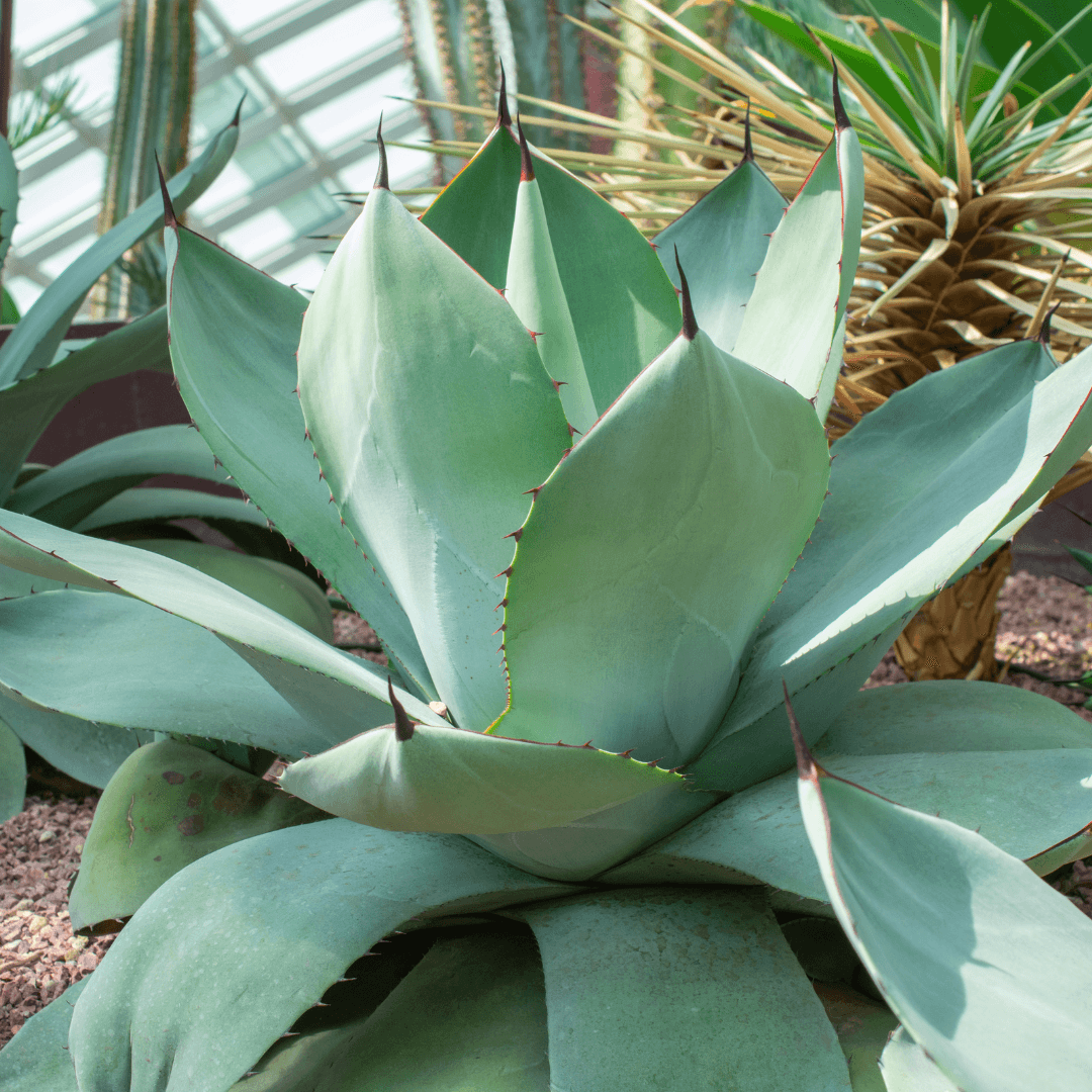 Large Mature Whale's Tongue Agave Planted in Yard