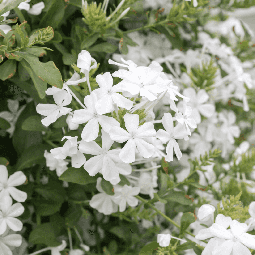 Mature Dense White Cape Plumbago With Beautiful Blooms