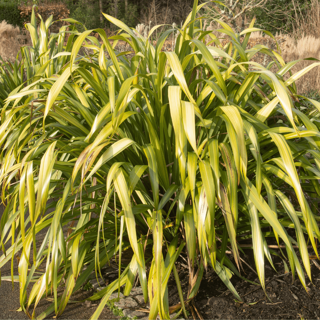 Mature Dense Yellow Wave New Zealand Flax Plant