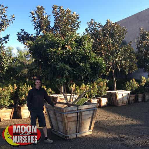 Loquat Tree