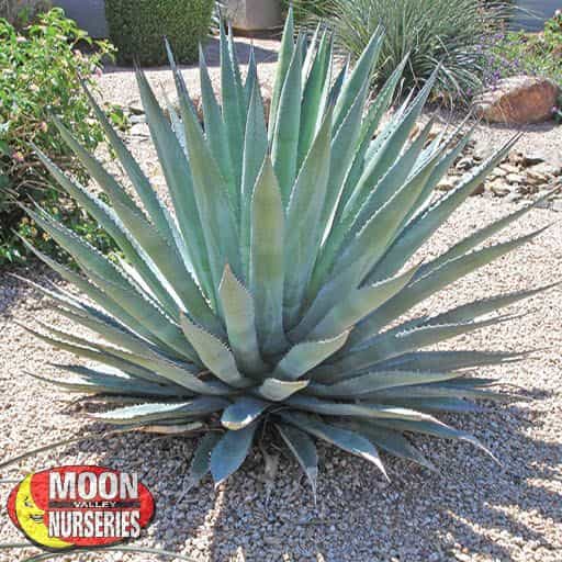 Palmer's agave in a landscape