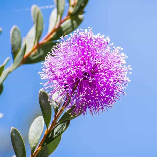 Pink Melaleuca bloom close up.