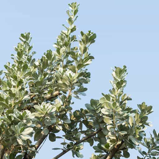 Silver Buttonwood foliage close up.