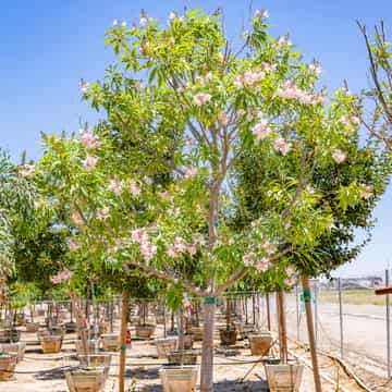 Chulupa Tree Chitalpa | Flowering Trees | Moon Valley Nurseries