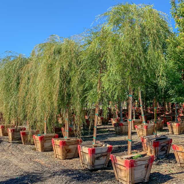 Peppermint Tree Timber Peppermint Willow | Evergreen Trees | Moon Valley Nurseries