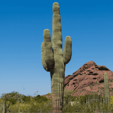 Injaro Tree Joshua Tree | Desert Trees | Moon Valley Nurseries