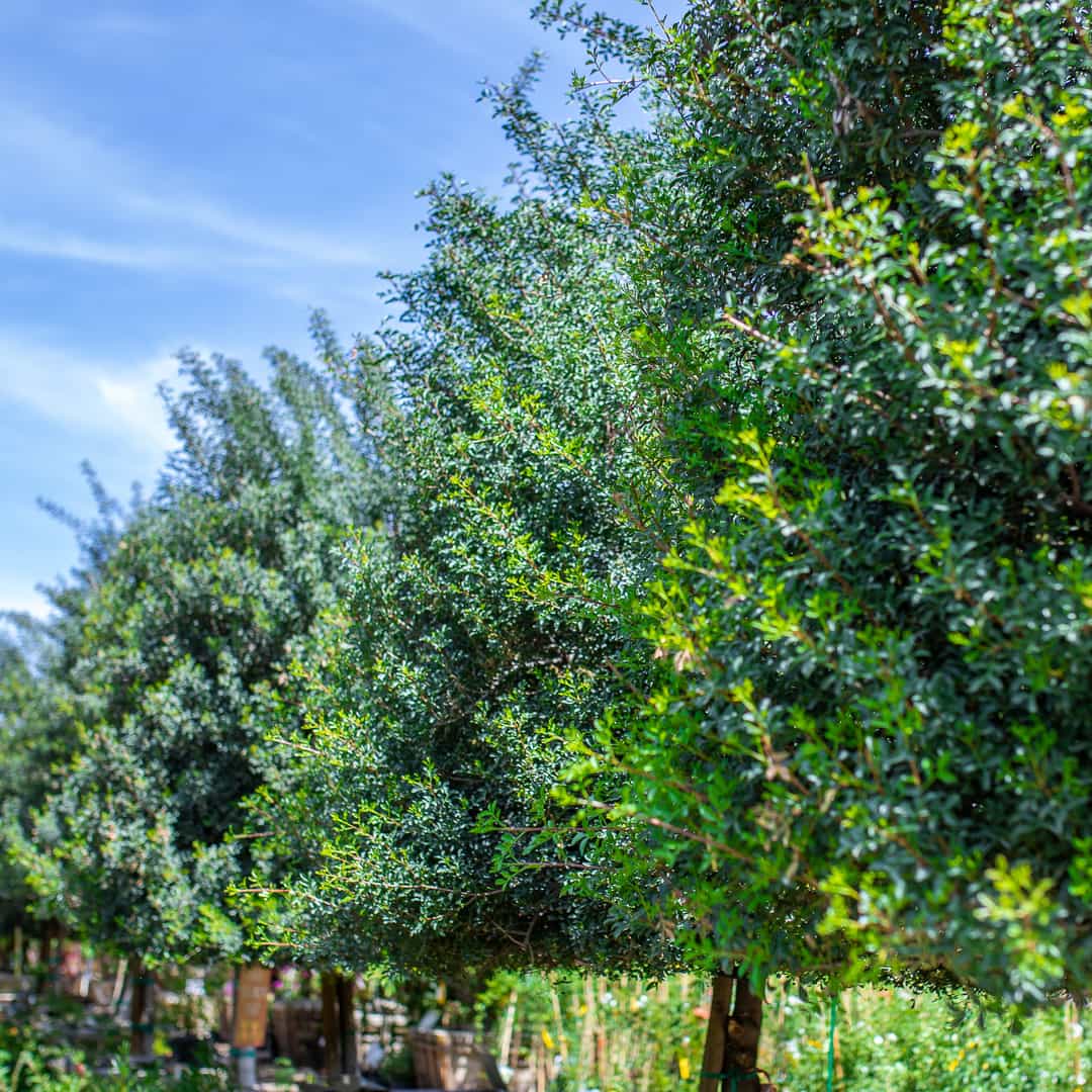 Mastic Color Tree Mastic Tree | Hedge Trees | Moon Valley Nurseries