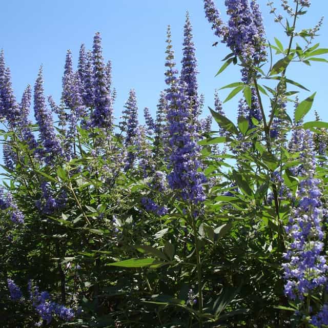 Vitex Tree Small Vitex | Flowering Trees | Moon Valley Nurseries