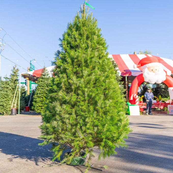 Noble Fir