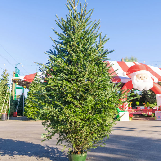 Noble Fir