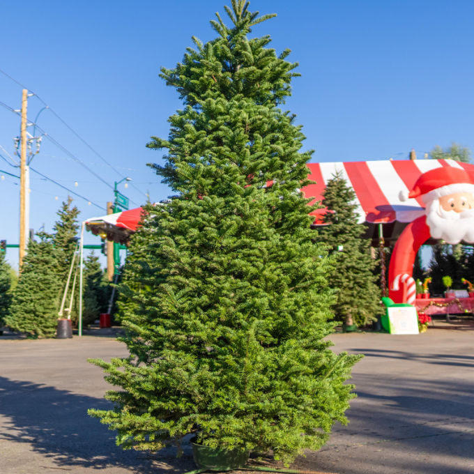 Noble Fir