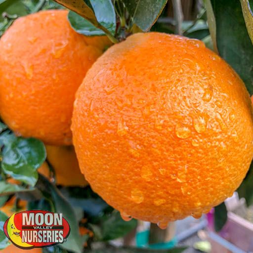 Citrus & Fruit Trees Sweet Orange