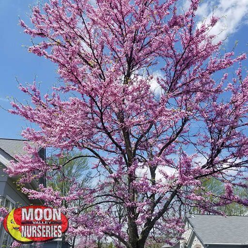 Flowering Trees of Spring Eastern Redbud