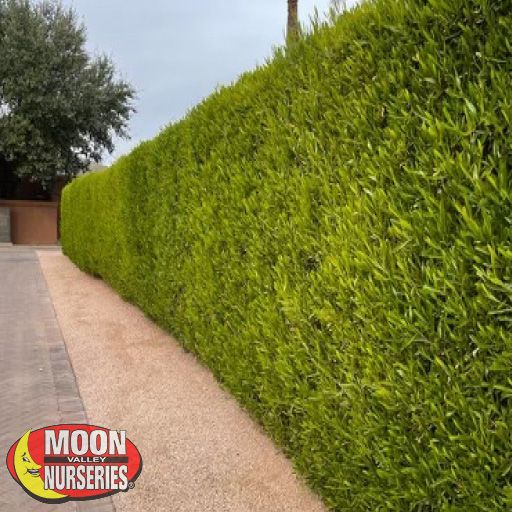 Trees of Winter Hollywood Hedges®: Green Hopseed